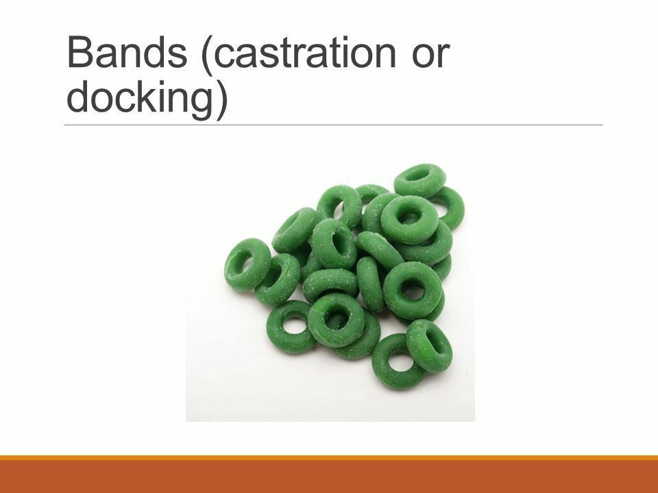 Castration Bands Rubber Rings For Castration Docking Sheep Goats Calves 100ct